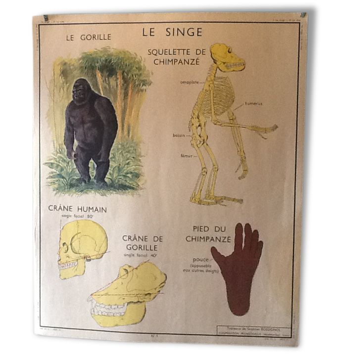 Poster teaching years 60 the monkey / cat