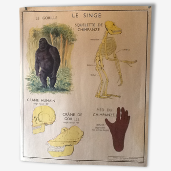 Affiche pédagogique années 60 le singe / le chat
