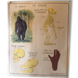 Poster teaching years 60 the monkey / cat