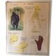 Poster teaching years 60 the monkey / cat