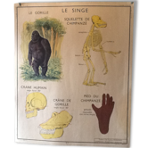 Affiche pédagogique années 60 le singe / le chat