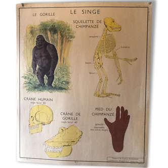 Poster teaching years 60 the monkey / cat
