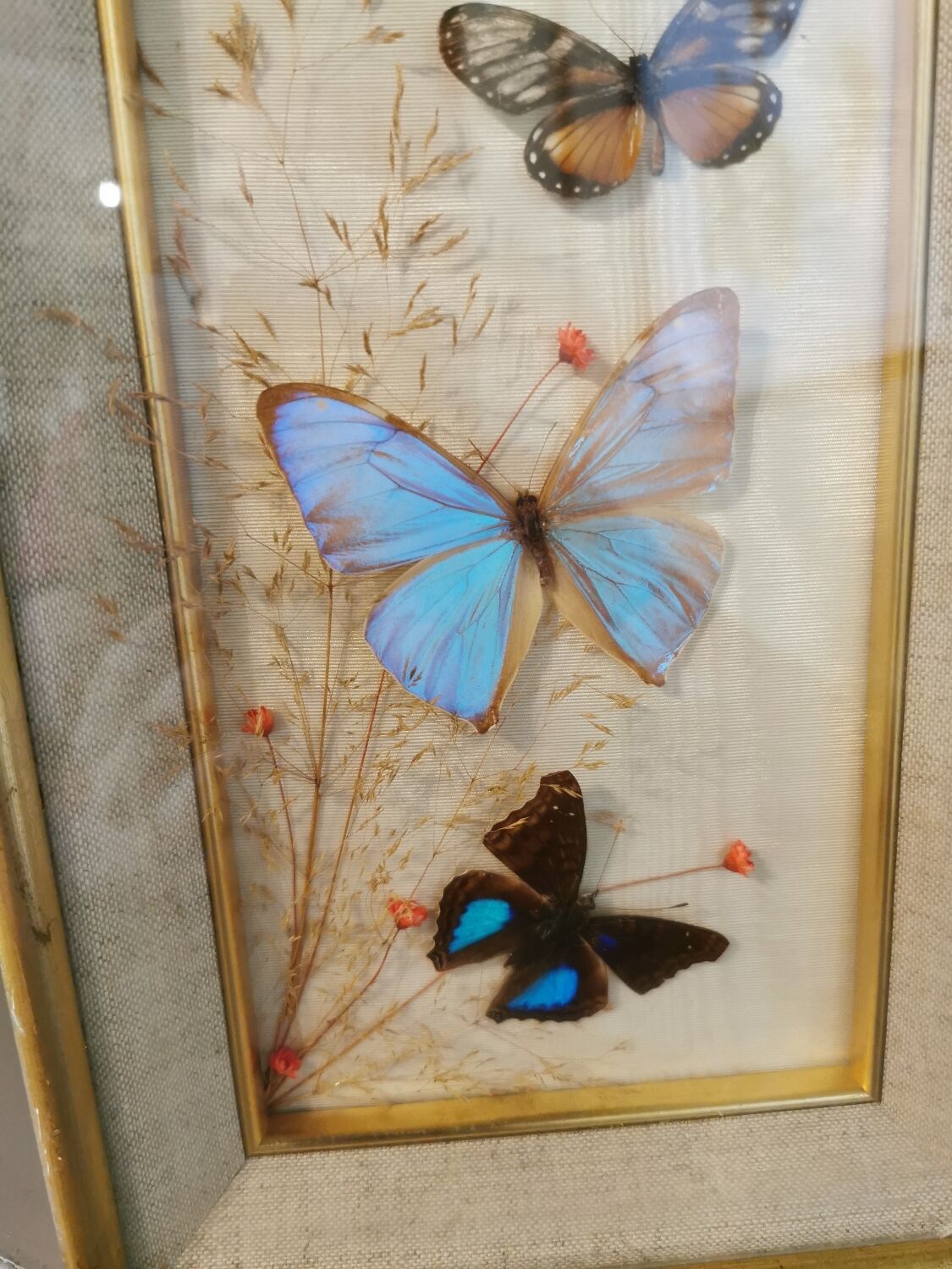 Vintage butterfly frame