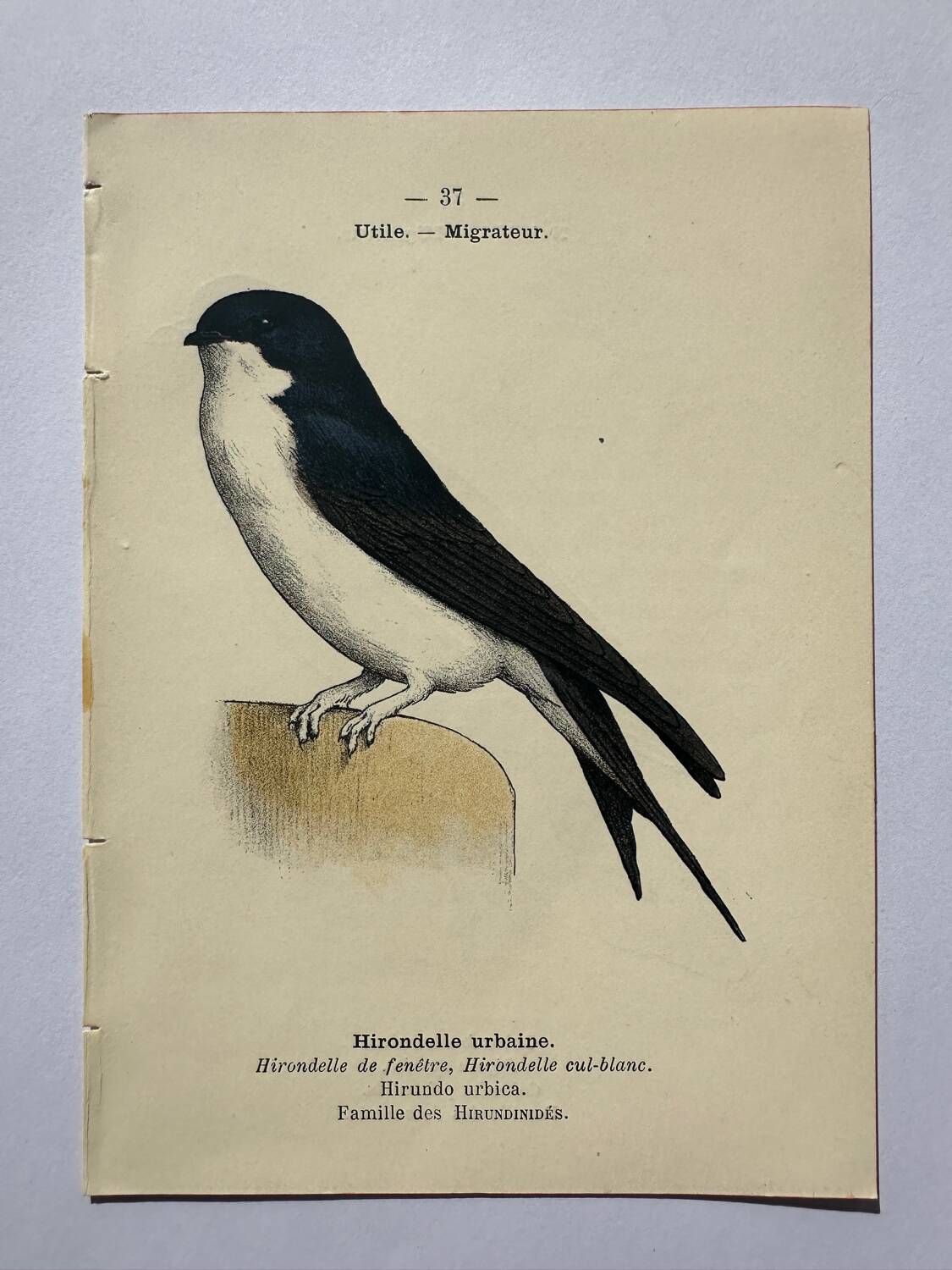 Botanical engraving birds double sided naturalist board Etching