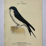 Botanical engraving birds double sided naturalist board Etching