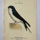 Botanical engraving birds double sided naturalist board Etching