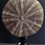 Cabinet of Curiosities sea urchin toxopneustes pileolus on base