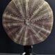 Cabinet of Curiosities sea urchin toxopneustes pileolus on base