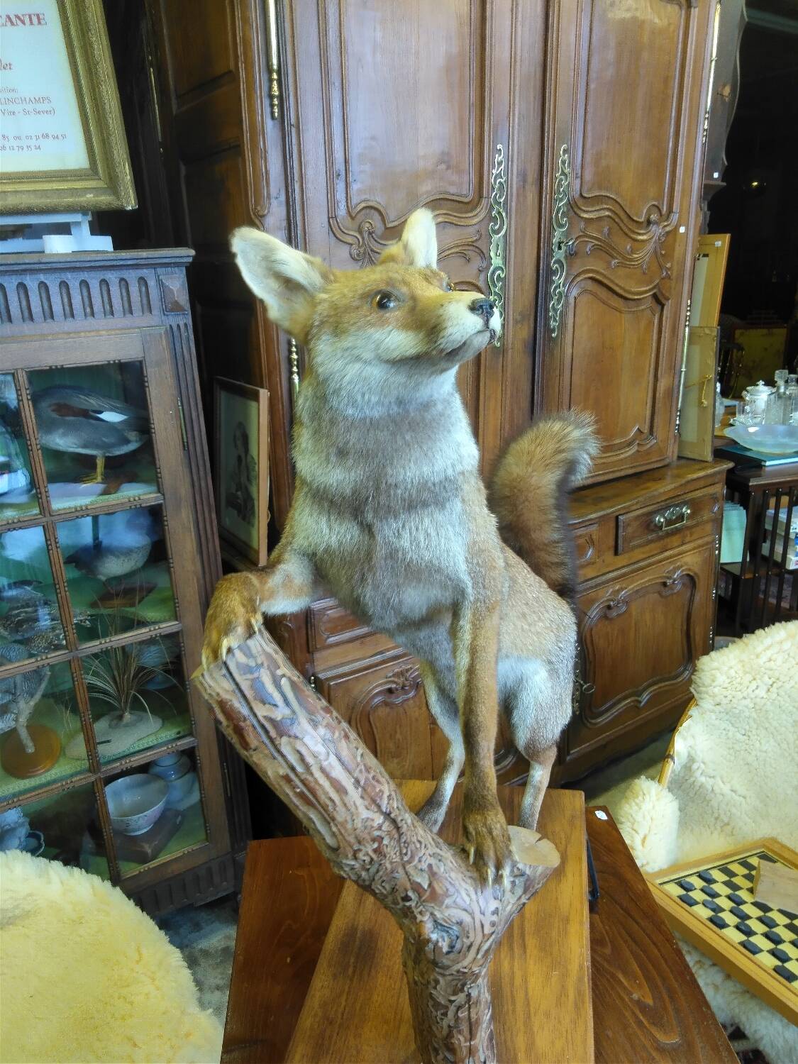 Stuffed fox taxidermy