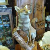 Stuffed fox taxidermy