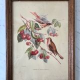 Lithograph v. sartonj cherries and small birds oak frame 50s