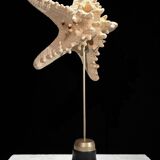 Protoreaster nodosus starfish on base