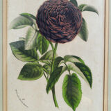 Botanical setting Rosier Duc d'Enghien
