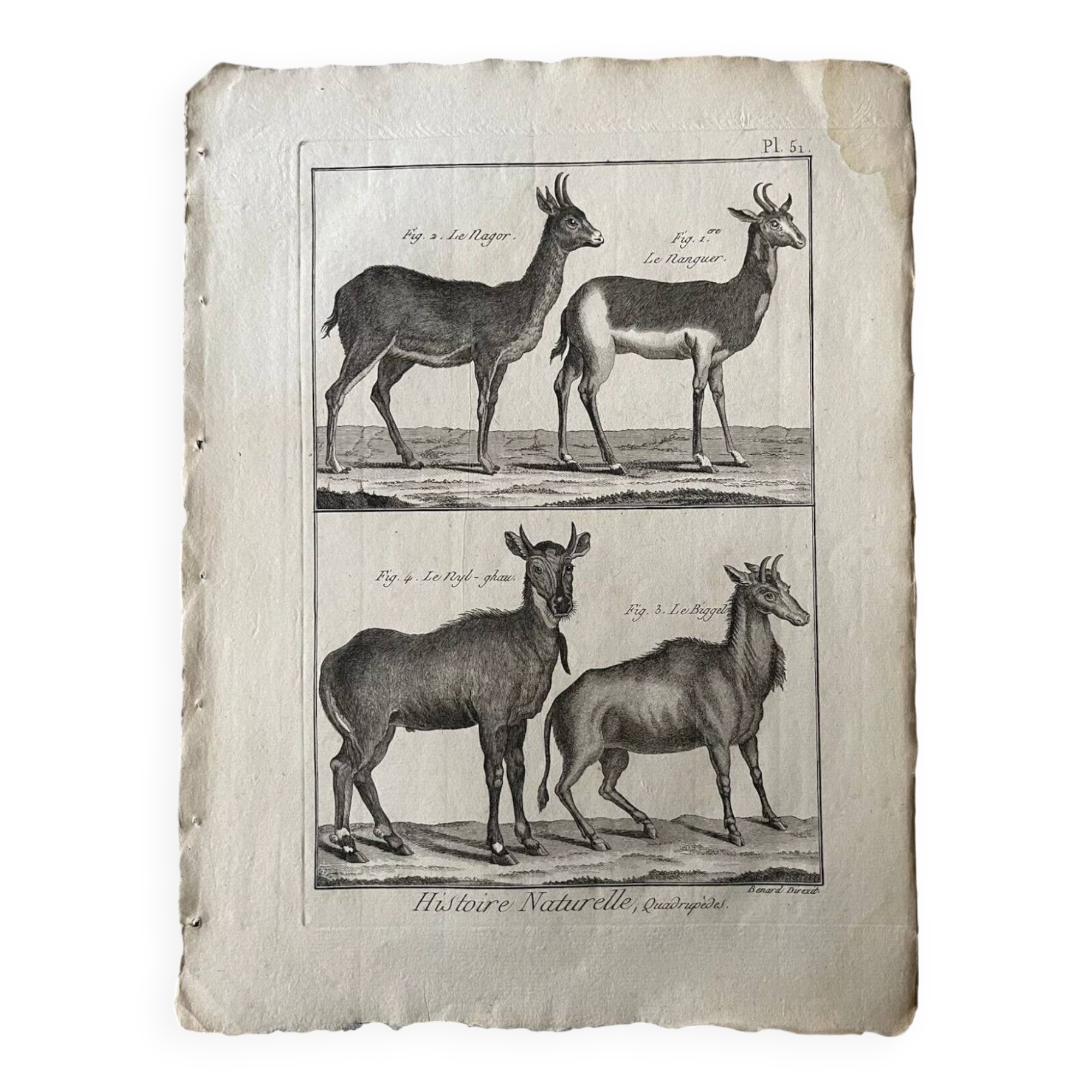 Engraving Old book 18th century Buffon, Bonnaterre, Natural history