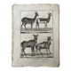 Engraving Old book 18th century Buffon, Bonnaterre, Natural history