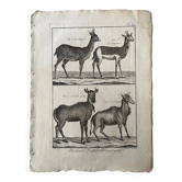 Engraving Old book 18th century Buffon, Bonnaterre, Natural history