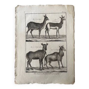 Engraving Old book 18th century Buffon, Bonnaterre, Natural history