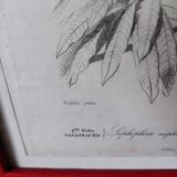 Lithographie couleur, Gallinacés, J.C. Fournier