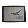 Lithograph framed 77x55cm pheasant Leon Danchin 1930