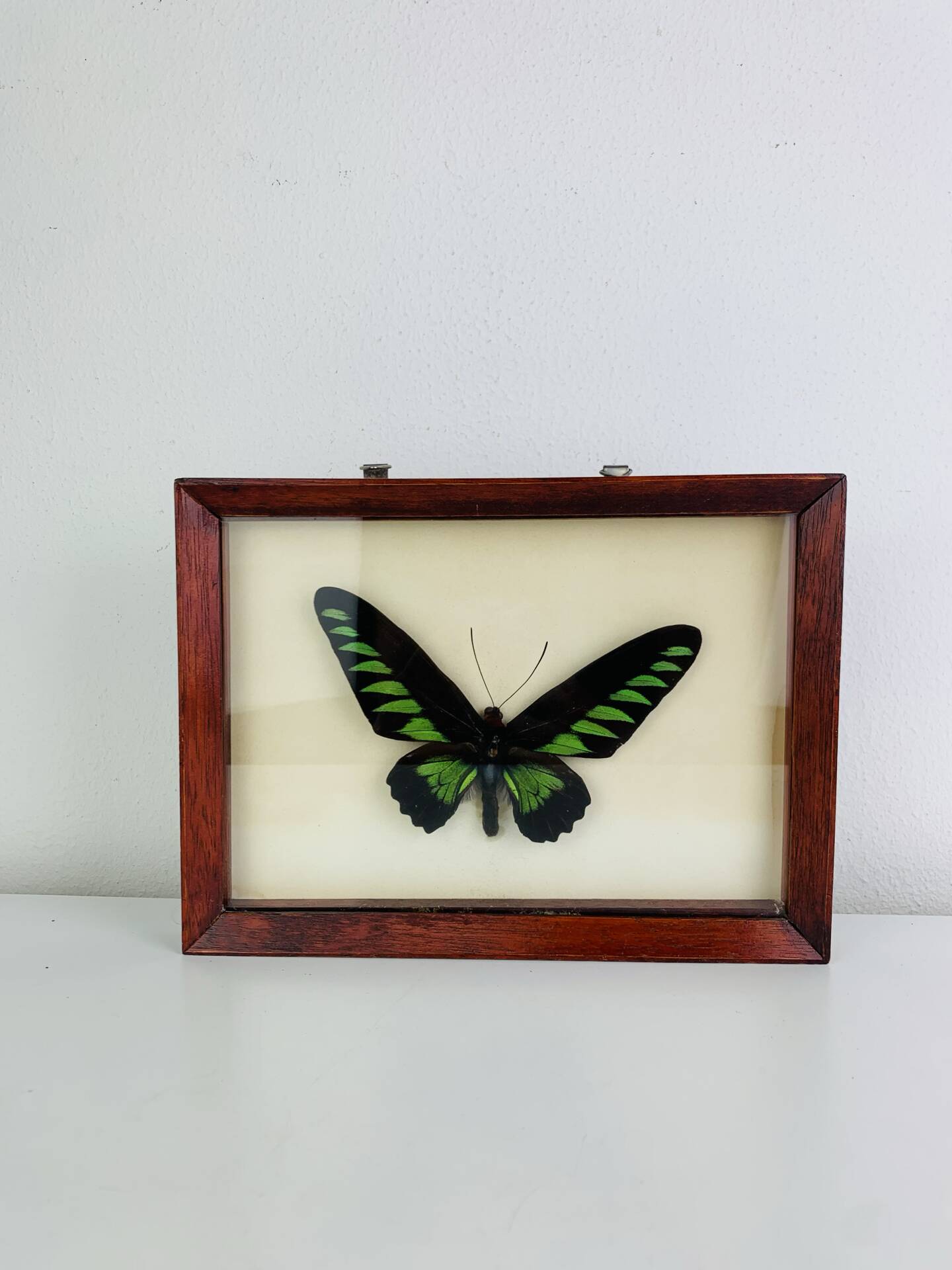 Framed butterfly Trogonoptera Drookiana, vintage