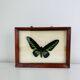 Framed butterfly Trogonoptera Drookiana, vintage