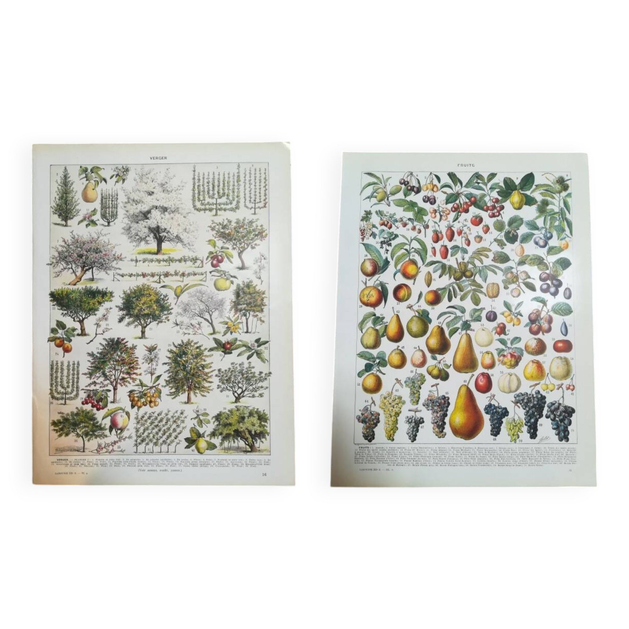 Set of two lithographs on fruits and the orchard from 1928