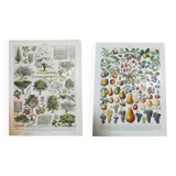 Lot de deux lithographies sur les fruits et le verger de 1928