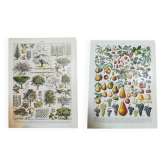 Lot de deux lithographies sur les fruits et le verger de 1928