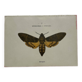 Botanical engraving double-sided butterflies naturalist plate etching