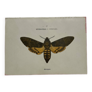 Botanical engraving double-sided butterflies naturalist plate etching