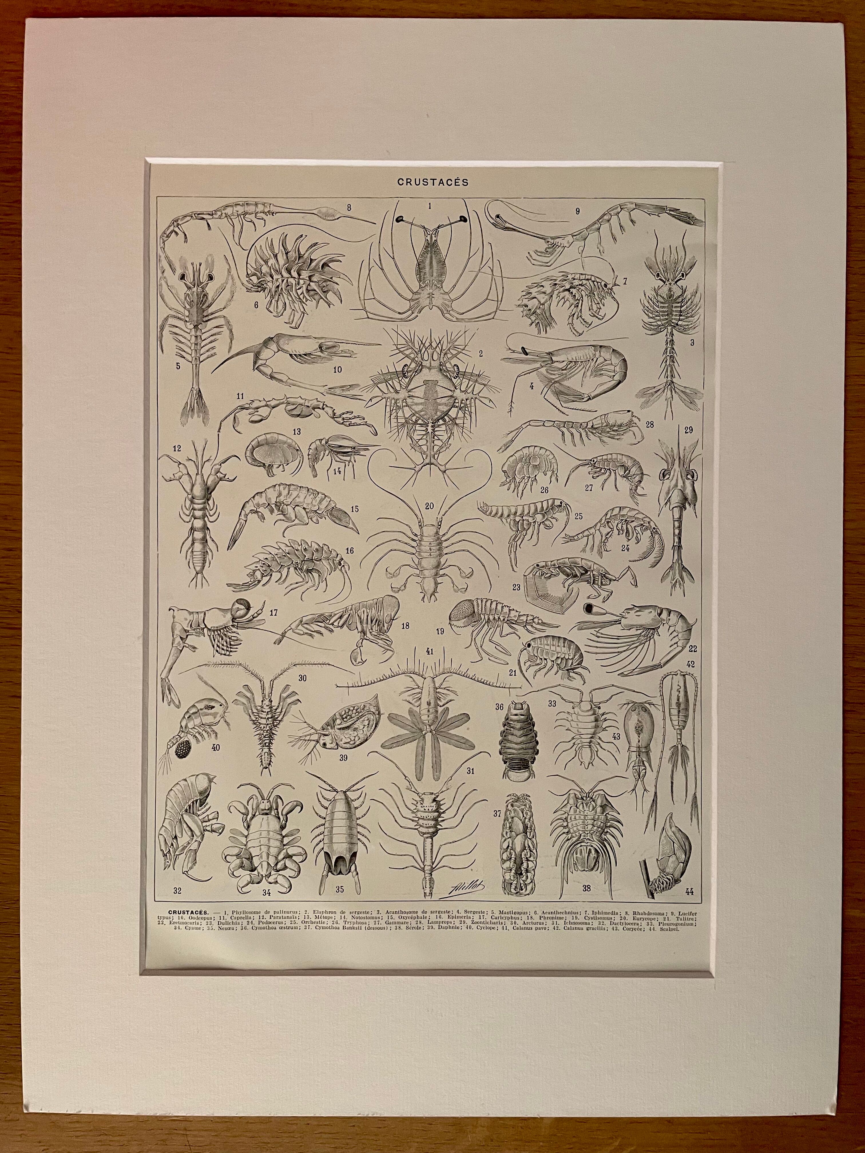 Lithograph on crustaceans - 1930