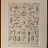 Lithograph on crustaceans - 1930