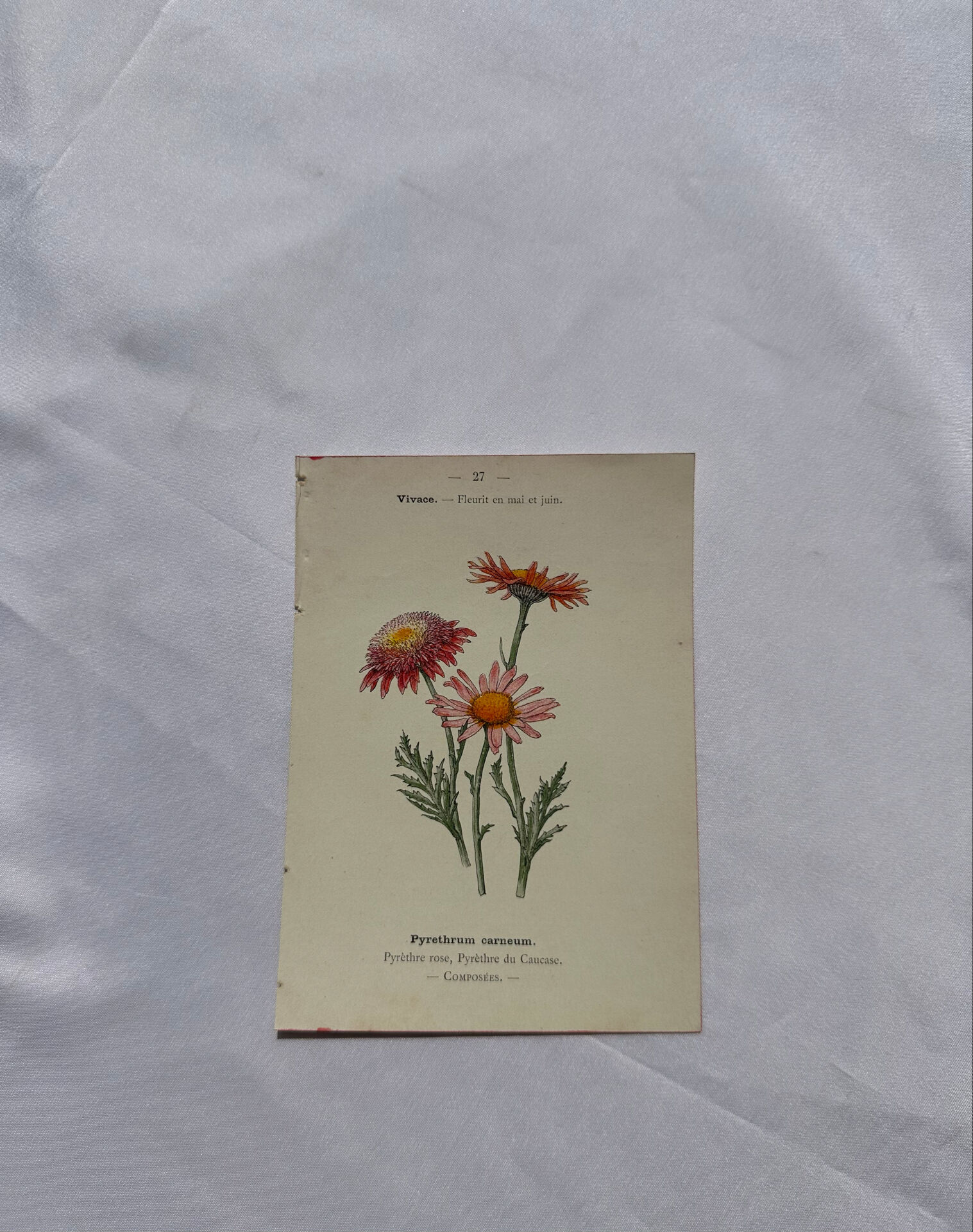 🌿 Botanical Plate Old Naturalist Engraving 19th Century Double-Sided A