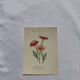 🌿 Botanical Plate Old Naturalist Engraving 19th Century Double-Sided A