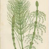 2 Botanical Illustrations of Horsetail Plants