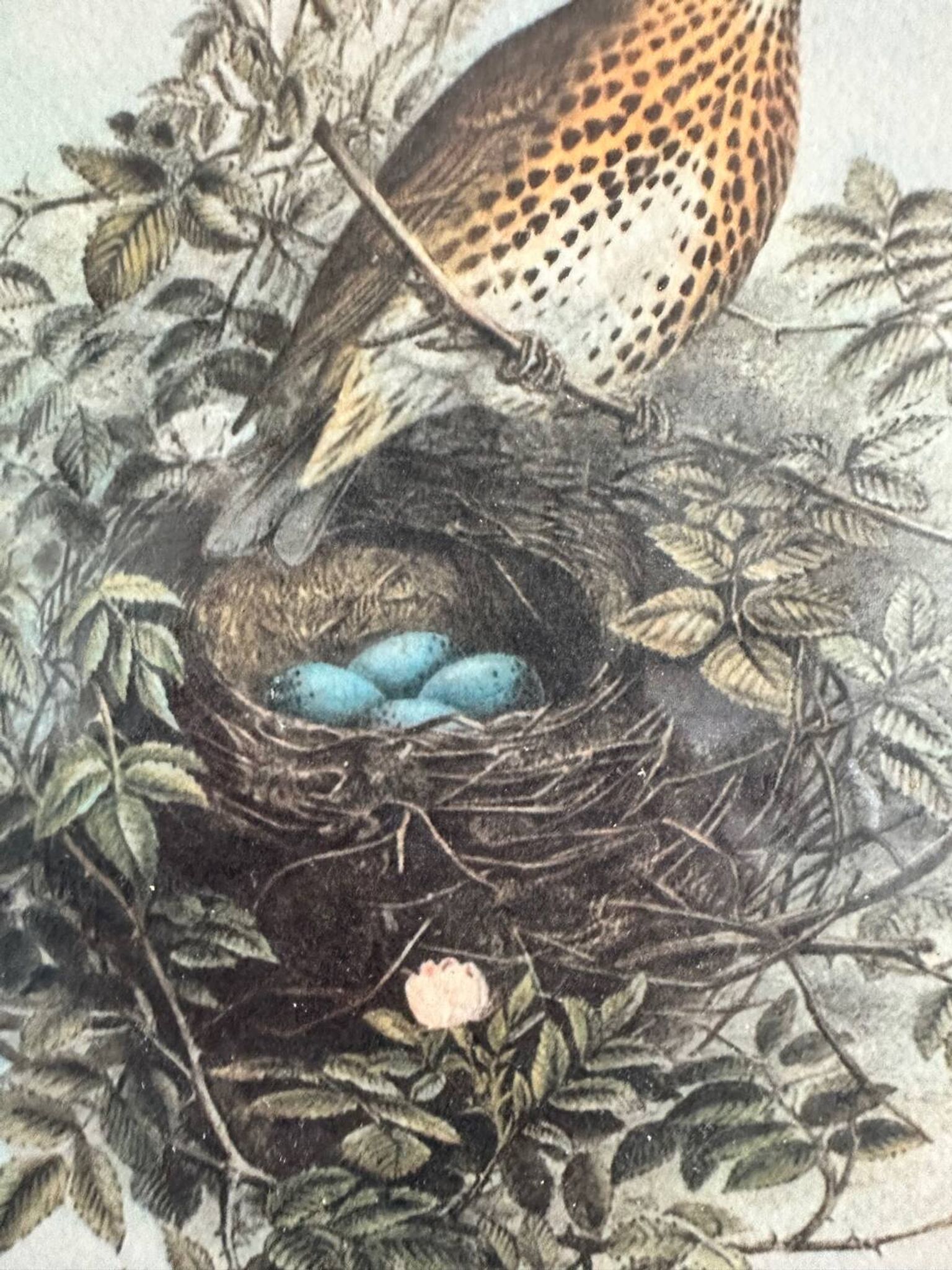 Ancienne illustration d’oiseauAncienne illustration d’oiseau encadrée