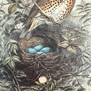 Ancienne illustration d’oiseauAncienne illustration d’oiseau encadrée