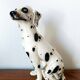 Vintage ceramic Dalmatian dog, Italy 1970.