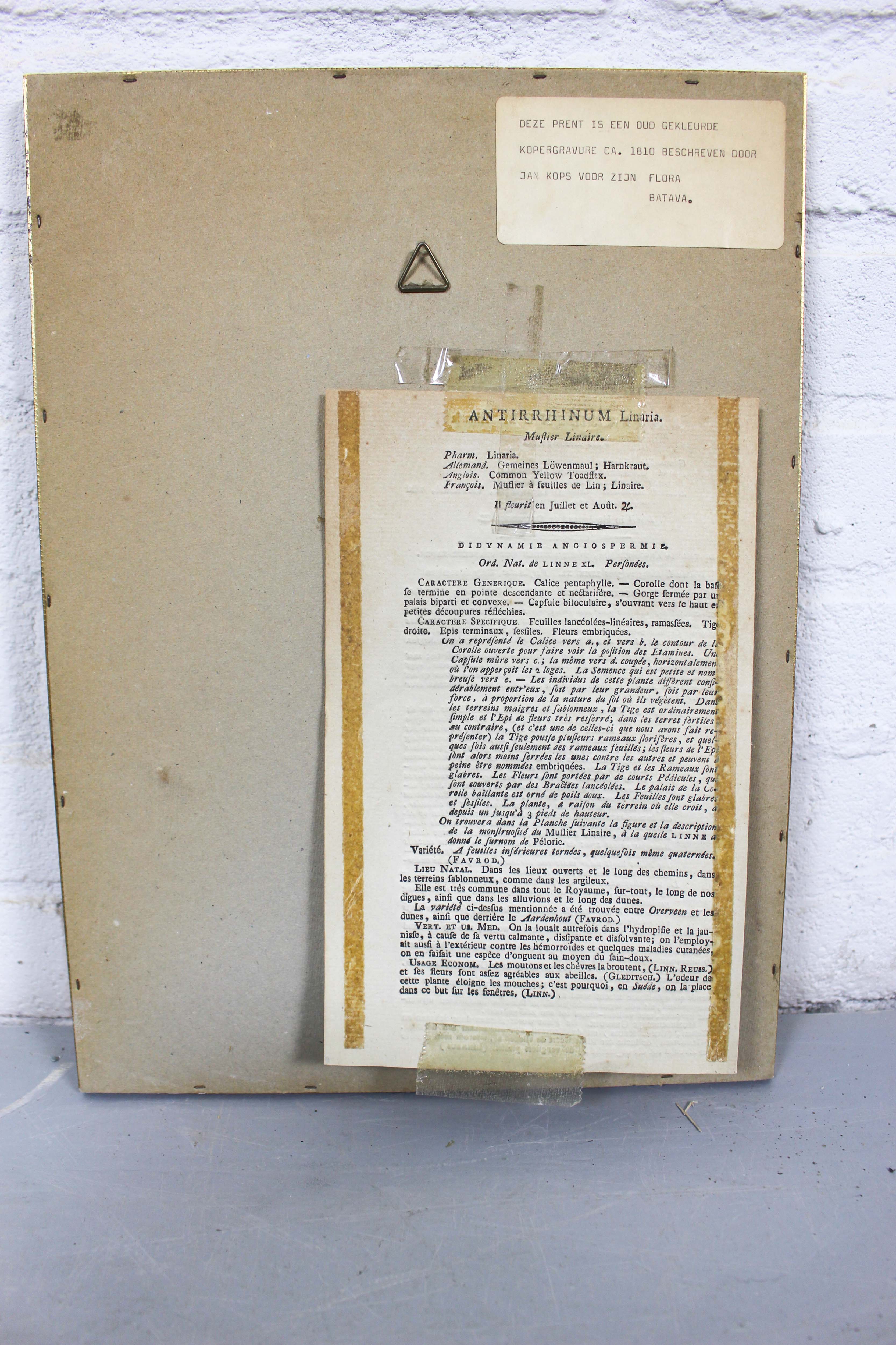 Set of 3 copperplate engravings from the famous book "Flora Batava, 1807"-1814