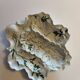 Limoges porcelain oyster plate BH, Art Nouveau botanical decoration.