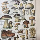 Lithograph on mushrooms from 1922
