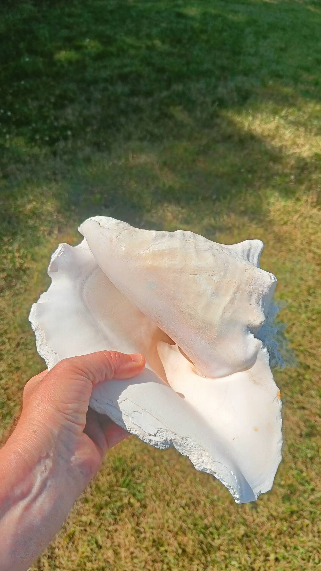 Conque marine blanche légèrement rosée