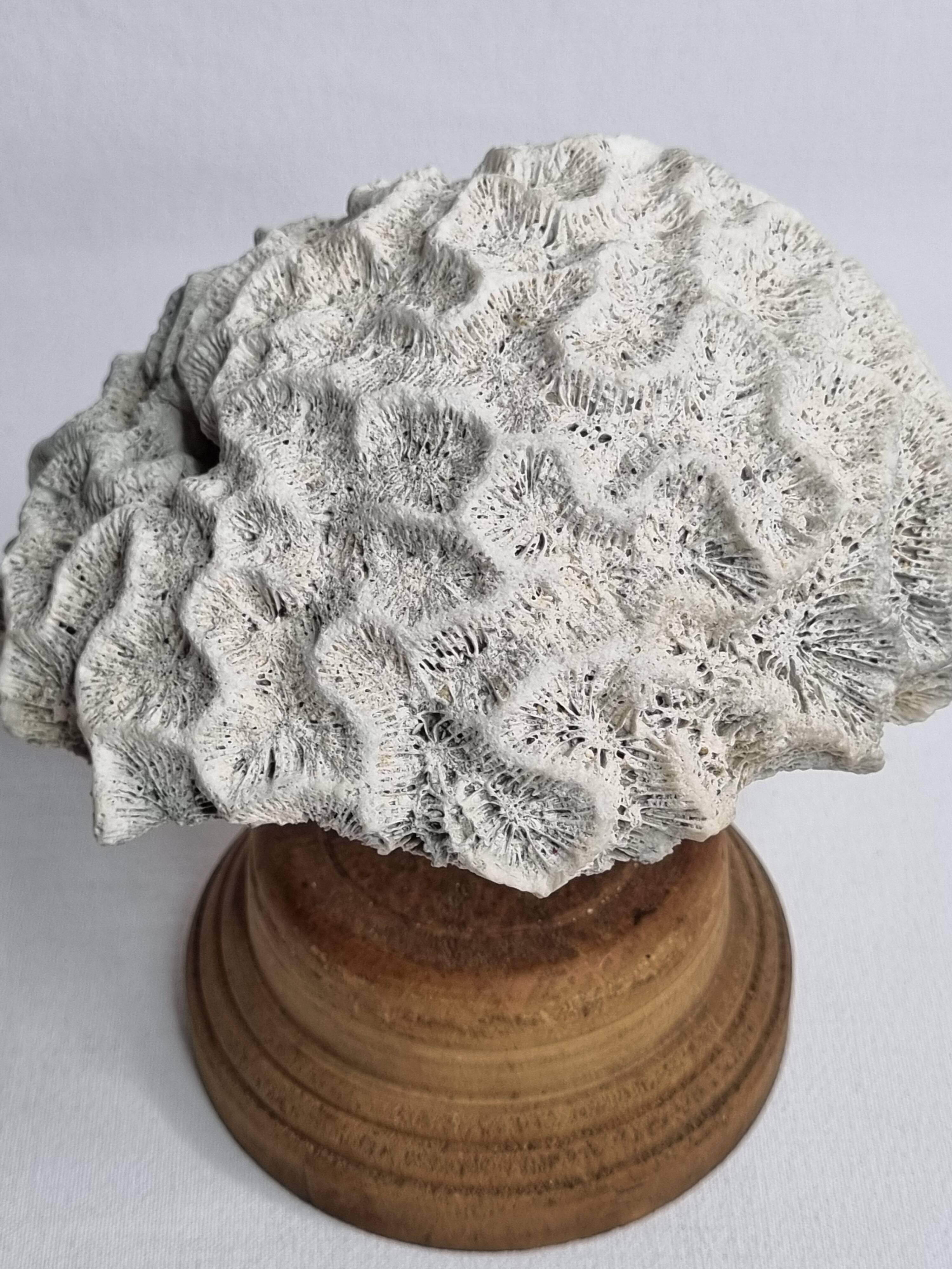 Ancien corail méandrique sur socle en bois tourné, 15 cm