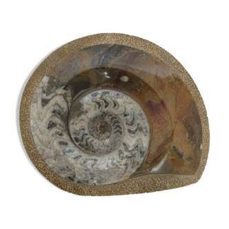 Empty pocket in the shape of fossil stone brown shell