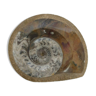 Vide poche en forme de pierre fossile coquillage marron