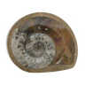 Empty pocket in the shape of fossil stone brown shell