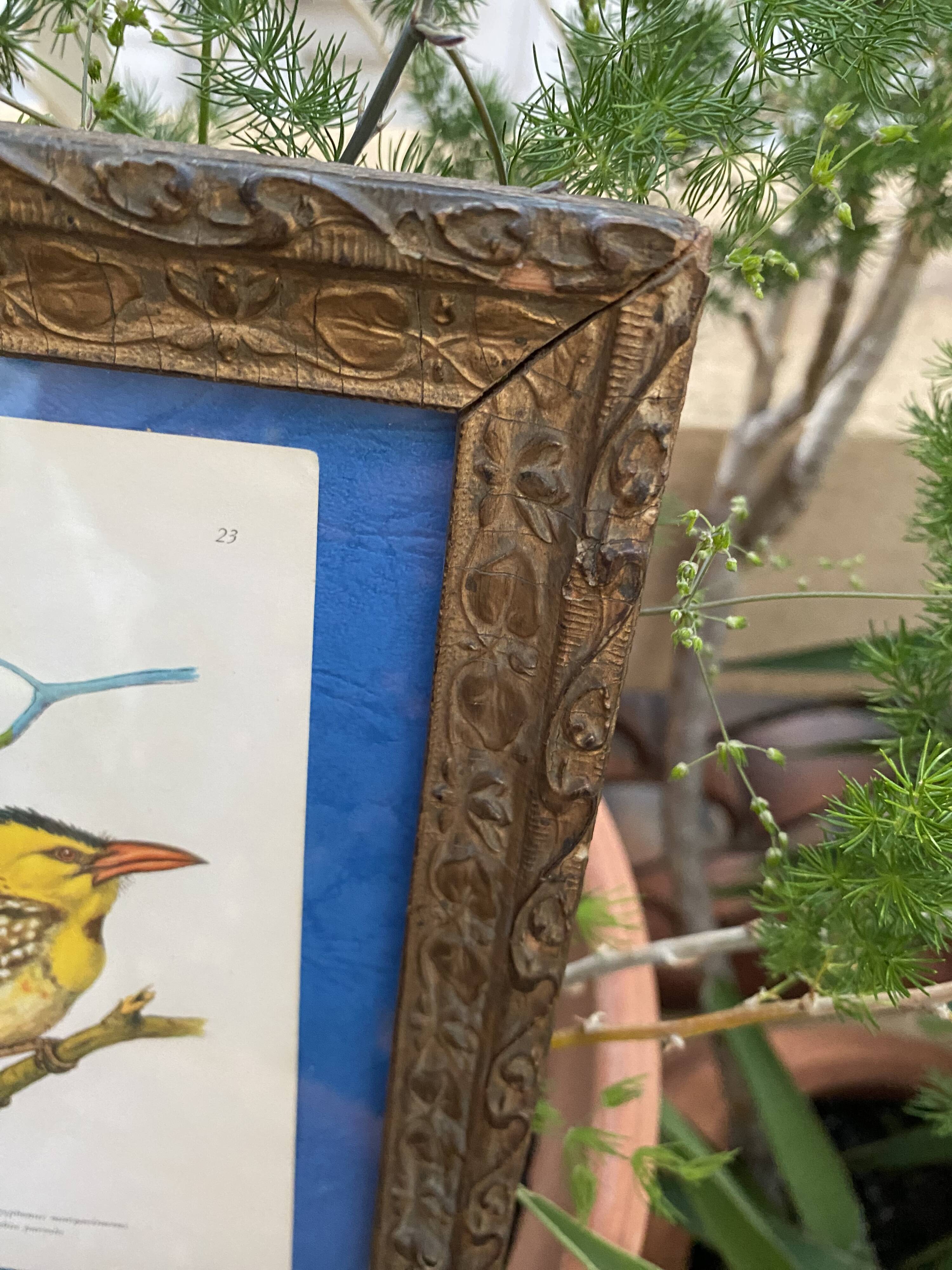Ornithological frame “cage birds”.