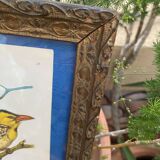 Ornithological frame “cage birds”.