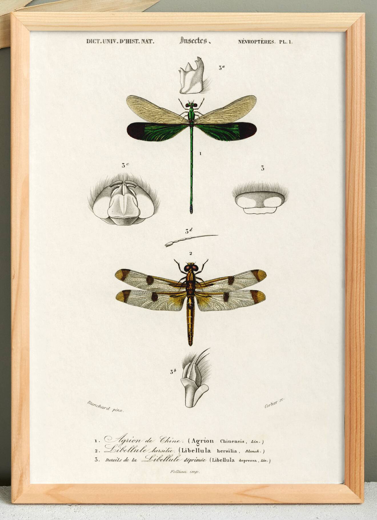 Poster about dragonflies, based on an old engraving from 1849.