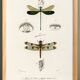 Poster about dragonflies, based on an old engraving from 1849.